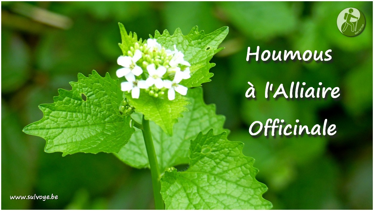 You are currently viewing Houmous à l’Alliaire officinale