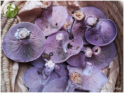 Lire la suite à propos de l’article Découverte des champignons comestibles